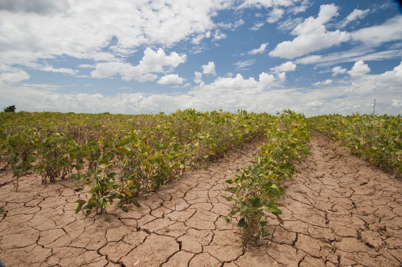 Crops that can withstand drought that could save humanity