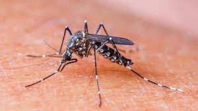 Increased risk of dengue and typhoid, know when these two diseases become fatal