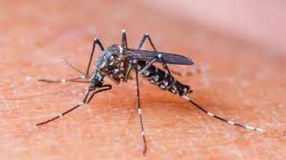 Increased risk of dengue and typhoid, know when these two diseases become fatal