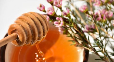 Manuka honey could help heal drug-resistant lung infection