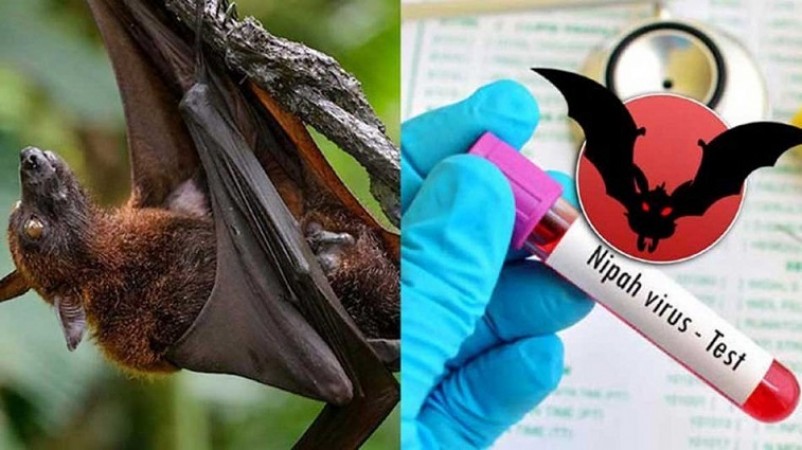 What's the Latest Developments in the Nipah Virus in Kerala
