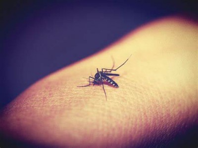 डेंगू बुखार से संक्रमित वायरस हमारे शरीर के अंदर वास्तव में क्या बदलाव करता है? क्या डेंगू संक्रमण दूसरी बार अधिक खतरनाक है?, जानिए