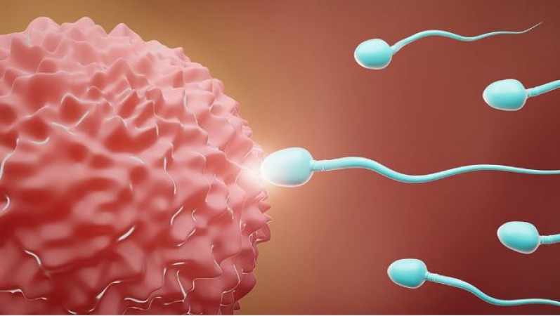 Enhancing Male Fertility: Foods to Avoid for a Healthier Sperm Count