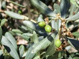 Consume Olive leaves to control cholesterol levels and high blood pressure