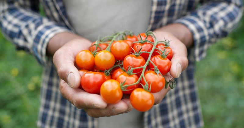 Eating tomatoes can reduce the risk of prostate cancer in men