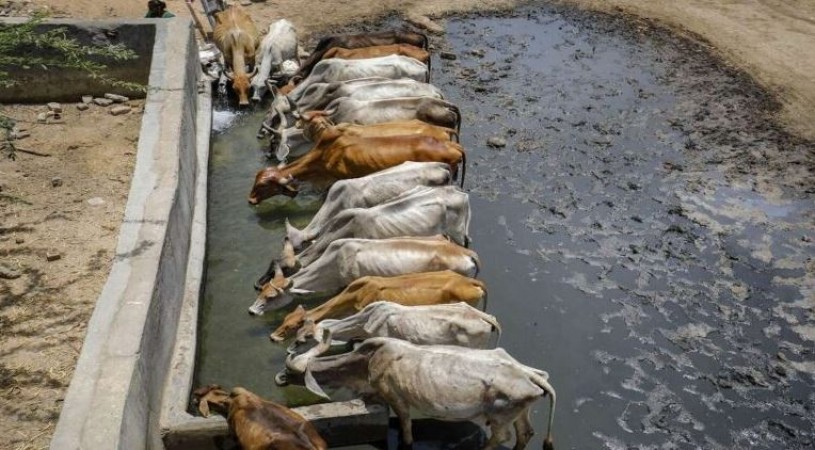 Deadly Lumpy Virus outbreak: 85,000 cattle have dead , 20 lakh+ infected, across India, govt unbothered