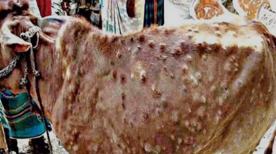 93 cattle die of Lumpy Skin Disease in Gurugram
