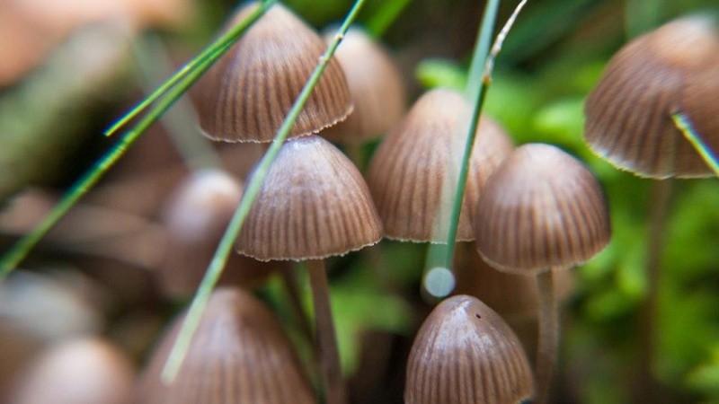 Study Finds Psilocybin – A Holistic Treatment for Depression