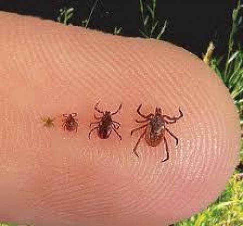 Scrub typhus increases concern in many states, danger can range from coma to organ failure