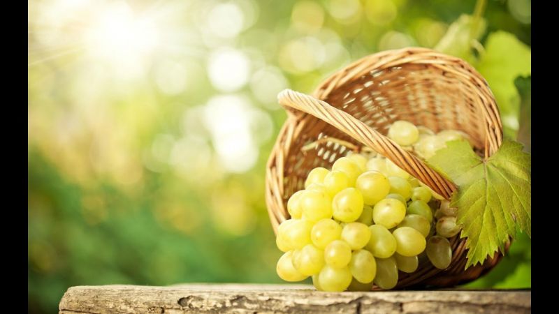Grapes is a treasure of health