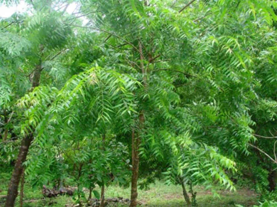 These Hills neem are miraculous,  Know amazing medicinal benefits