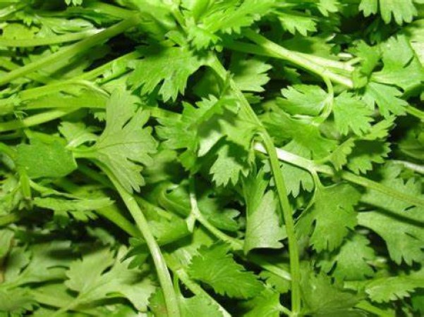 Do coriander leaves reduce cholesterol? Know about this cheap but very effective medicine