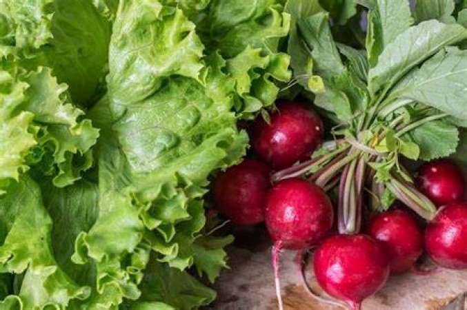 Drinking radish leaves juice daily will cure these diseases