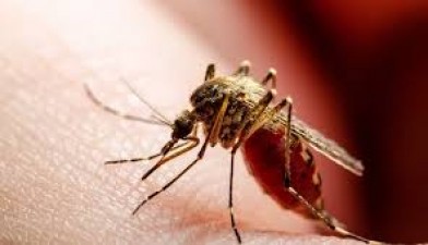 Whose blood do mosquitoes like more - animal or human?
