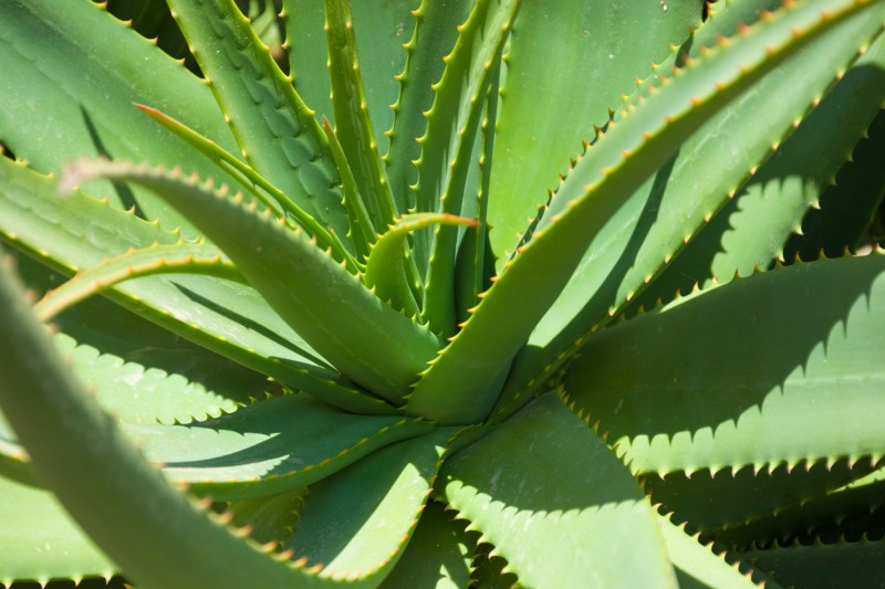From Aloe Vera to Jasmine: 5 Plants to Increase Happiness in Your Home