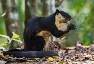 Malayan giant squirrel 'Under severe threat for existence', Zoological survey of India