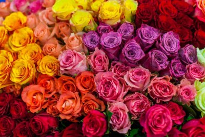 Why express love only with red roses? Why not yellow or pink, know the meaning of colors