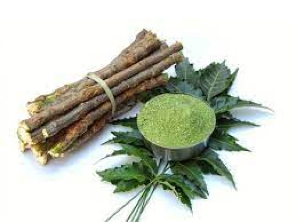 Chewing Neem leaves at this time will cure many diseases, this is the right way to eat them