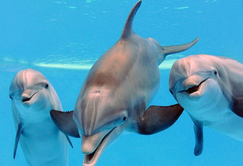 Dolphins: Giving Each Other Names and Responding to 
