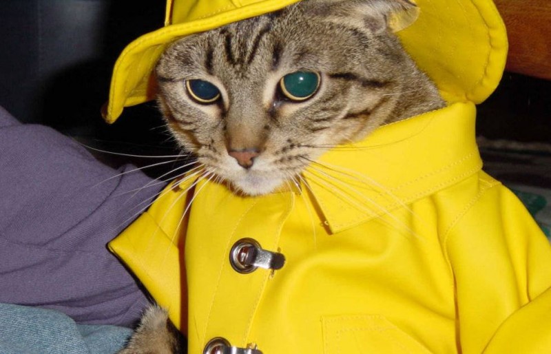 Rainy Season Gear for Dogs: Raincoats, Boots, and Umbrellas