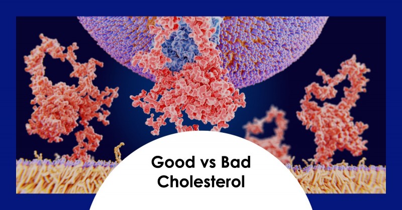 The essentials of good and bad cholesterol