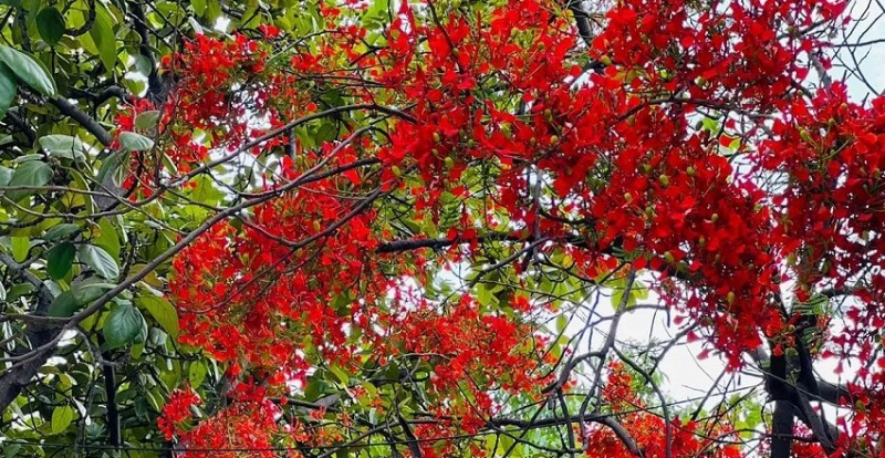 How these Indian Flowers Illuminate the Essence of Summer