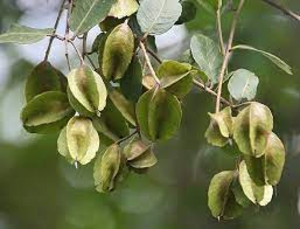 Arjuna's bark is a boon for heart diseases, it also cures these diseases