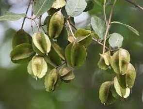 Arjuna's bark is a boon for heart diseases, it also cures these diseases