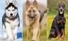 Top Pet Breeds and Species: Finding the Perfect Companion for Your Life