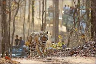 Pench National Park: Where Wilderness Embraces Wonder