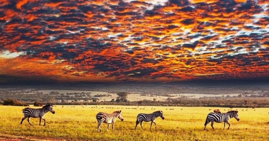 Discovering the Iconic Serengeti National Park: A Wildlife Wonderland