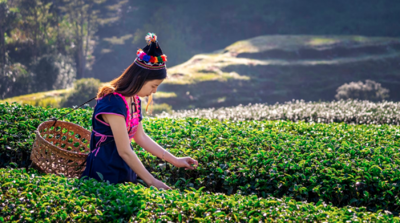 There are many other places in Assam worth visiting besides the Tea Garden