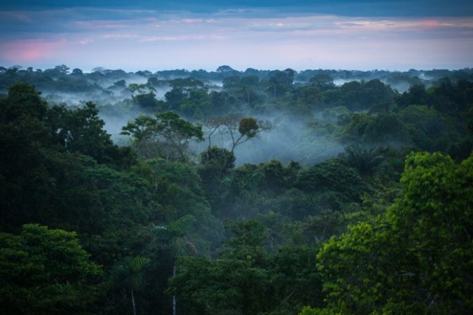 From the Amazon Rainforest to the Congo Basin: Exploring the Seven Most Dangerous Forests