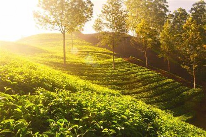 The Top Five Tea Estates in India to Visit