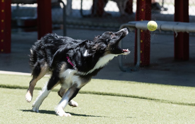 Exploring the World's Craziest Dog Parks