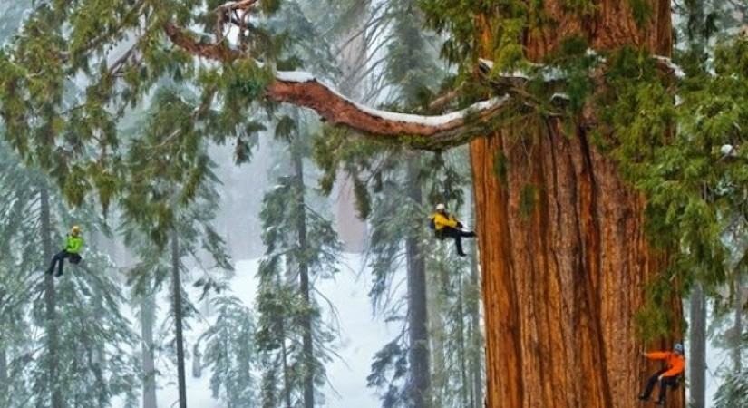 Exploring the Majesty of the World's Tallest Trees