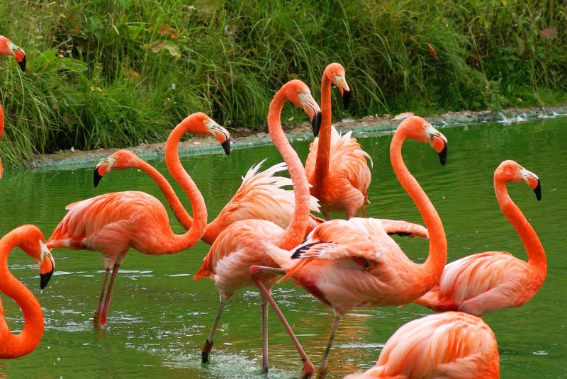 7 locations in India from Mumbai to Gujarat to see flamingos