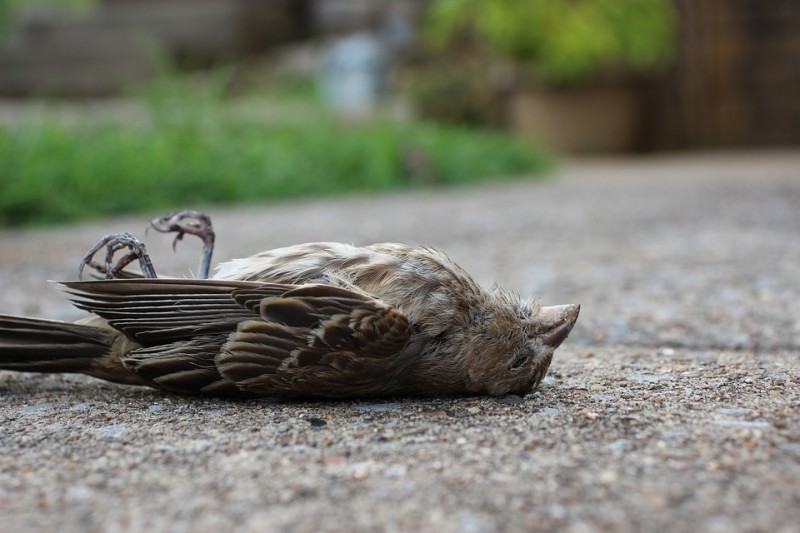 भारत में 'सबसे रहस्यमय गांव'? यहां पक्षी आत्महत्या क्यों करते हैं?, जानिए