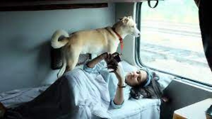 Do you also want to take your dog with you while traveling by train? Know what the rules are