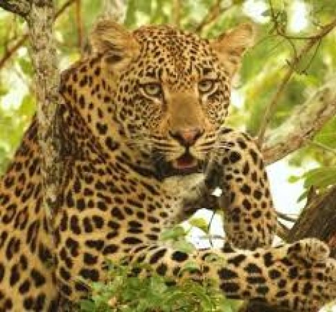 TN stands at No:4 in Leopard count