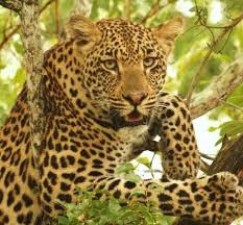 Panic grips in Tamil Nadu city after leopard attacks