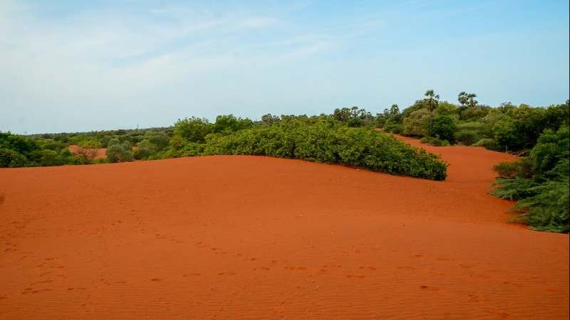 Theri Kaadu: A desert in South India with red sand dunes!