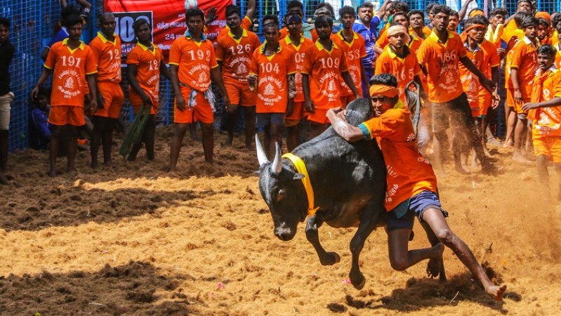 Jallikattu, Traditional Bull Taming Festival, Kicks Off in Tamil Nadu and Sri Lanka