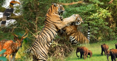 Indian wildlife and nature conservation