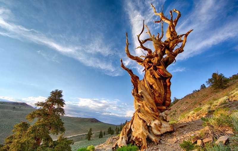 The World's Oldest Tree: Methuselah
