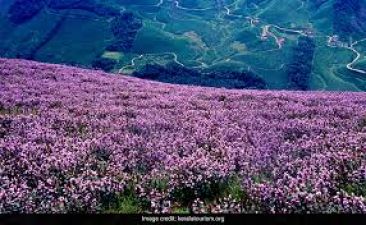 Munnar: Nature plays its magic wand once in 12 years