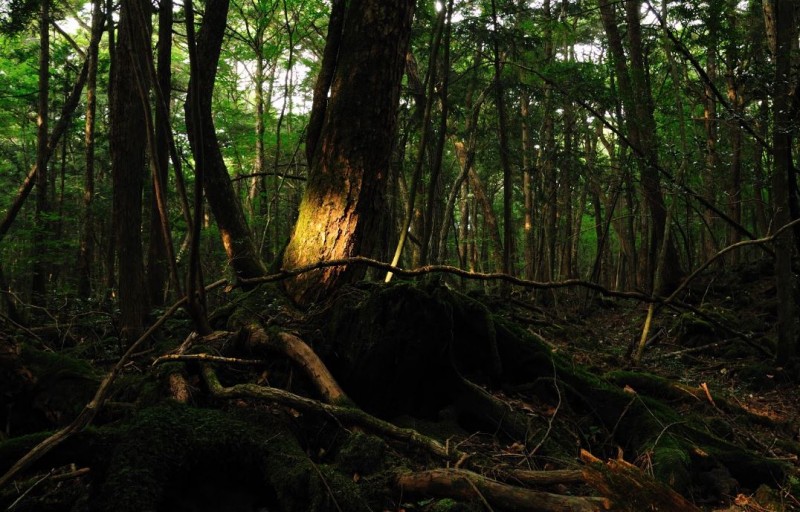 Aokigahara Forest: Investigating the Reputation of Japan's Infamous 