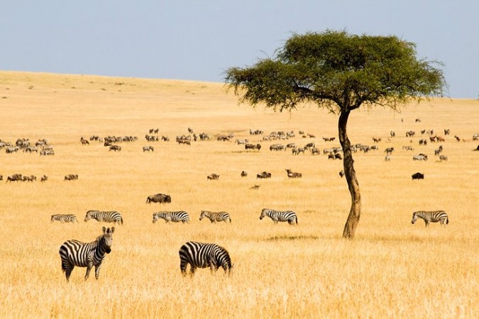 What Makes Kenya a Must-See Destination