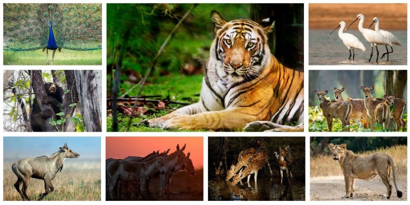 Wildlife Sanctuaries in India: Preserving Biodiversity and Natural Heritage