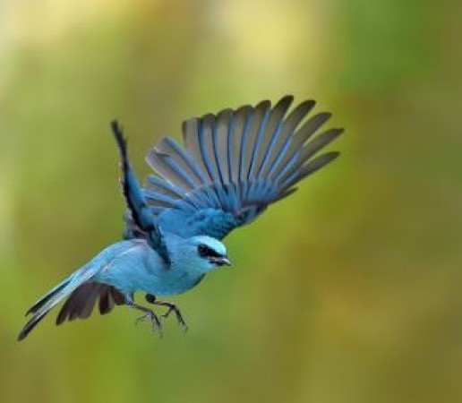 Places To Go For Bird Watching in Indore